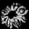 9 Mukhi Rudraksha Nepal - 19.93 Mm X-Ray