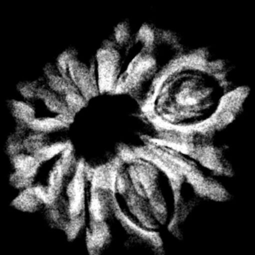 9 Mukhi Rudraksha Nepal - 19.93 MM x-ray