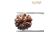 9 Mukhi Rudraksha Nepal - 19.95 Mm