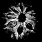 9 Mukhi Rudraksha Nepal - 19.95 Mm X-Ray