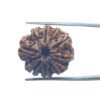 9 Mukhi Rudraksha Nepal - 23.20 Mm