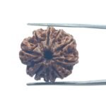 9 Mukhi Rudraksha Nepal - 23.20 MM