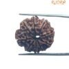 9 Mukhi Rudraksha Nepal - 23.20 Mm
