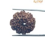 9 Mukhi Rudraksha Nepal - 23.20 MM