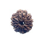 9 Mukhi Rudraksha Nepal - 23.20 Mm