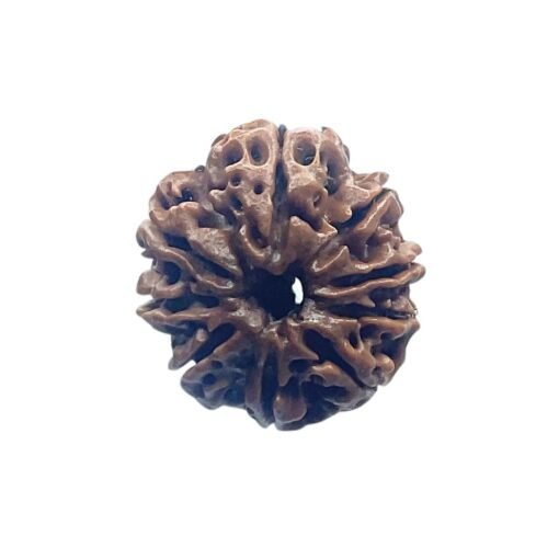 9 Mukhi Rudraksha Nepal - 23.20 Mm