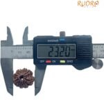 9 Mukhi Rudraksha Nepal - 23.20 Mm