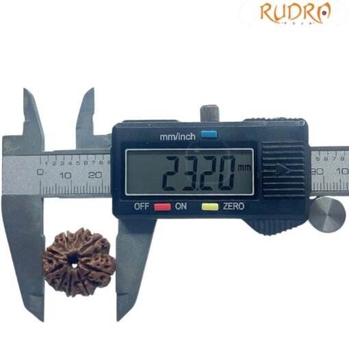 9 Mukhi Rudraksha Nepal - 23.20 Mm