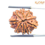 9 Mukhi Rudraksha Nepal - (24.57 MM )