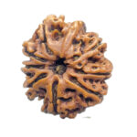 9 Mukhi Rudraksha Nepal - (24.57 MM )