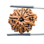 9 Mukhi Rudraksha Nepal - (24.57 MM )