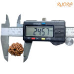 9 Mukhi Rudraksha Nepal - (24.57 MM )