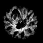 9 Mukhi Indo 18.70 Mm X-Ray