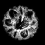 9 Mukhi Indo 19.07 Mm X-Ray