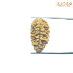 Collector-1-Mukhi-Rudraksha-27.32-Mm-Fp-C.jpg