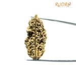Collector 1 Mukhi Rudraksha (37.60 Mm)