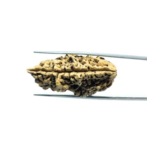Collector 1 Mukhi Rudraksha (37.60 Mm)