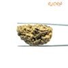 Collector 1 Mukhi Rudraksha (37.60 Mm) 9 Collector 1 Mukhi Rudraksha (37.60 Mm)