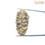 Collector-1-Mukhi-Rudraksha-39.04-Mm-Fp-C.jpg