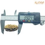 Collector-1-Mukhi-Rudraksha-39.04-Mm-Op-C.jpg