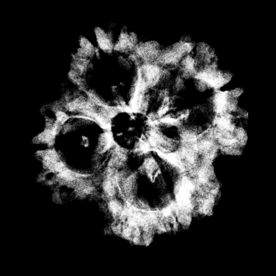 Collector 4 Mukhi Rudraksha Nepal - ( 24.29 Mm ) 5 Collector 4 Mukhi Rudraksha Nepal - ( 24.29 Mm )