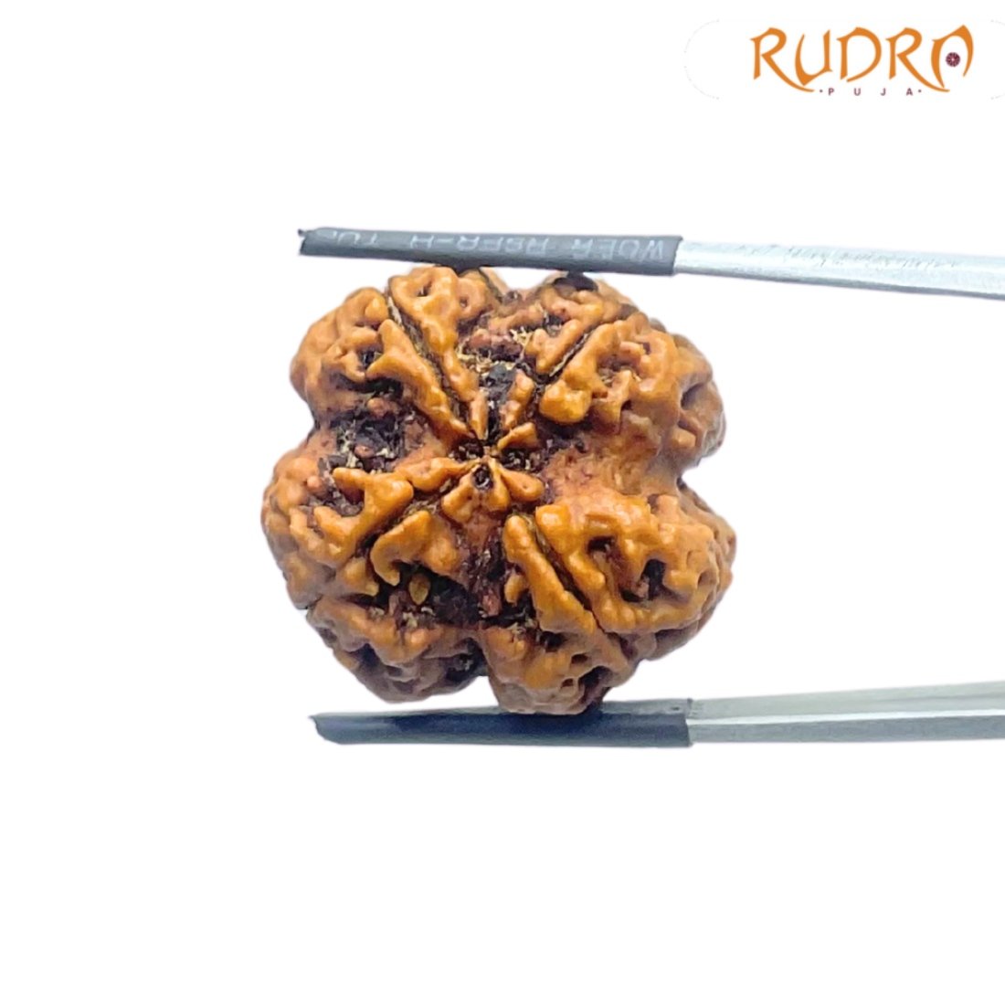 Collector 4 Mukhi Rudraksha Nepal - ( 24.29 Mm ) 3 Collector-4-Mukhi-Rudraksha-Nepal-24.29-Mm