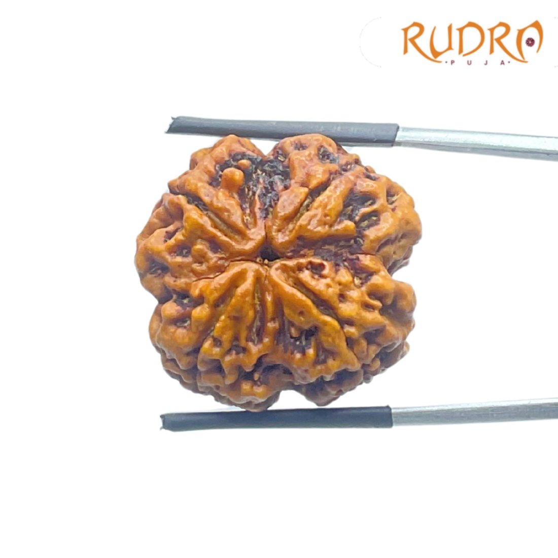 Collector 4 Mukhi Rudraksha Nepal - ( 24.29 Mm ) 2 Collector-4-Mukhi-Rudraksha-Nepal-24.29-Mm-Fp-C.jpg