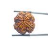 Collector 4 Mukhi Rudraksha Nepal - ( 24.29 Mm )