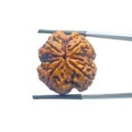 Collector 4 Mukhi Rudraksha Nepal - ( 24.29 MM )