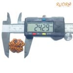 Collector 4 Mukhi Rudraksha Nepal - ( 24.29 Mm ) 8 Collector-4-Mukhi-Rudraksha-Nepal-24.29-Mm
