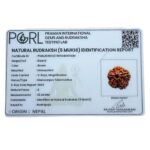 Collector 5 Mukhi Nepal Rudraksha - (23.44 MM) - (Rudrapuja)