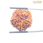 Collector 5 Mukhi Nepal Rudraksha - (23.44 MM) - (Rudrapuja)