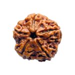 Collector 5 Mukhi Nepal Rudraksha - (23.44 MM) - (Rudrapuja)