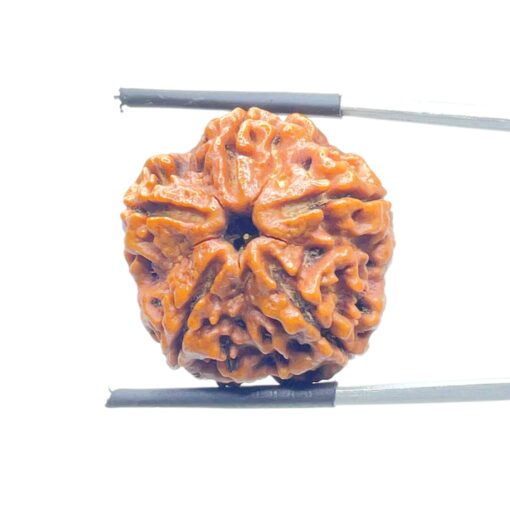 Collector 5 Mukhi Nepal Rudraksha - (23.44 MM) - (Rudrapuja)