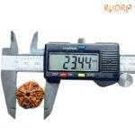 Collector 5 Mukhi Nepal Rudraksha - (23.44 MM) - (Rudrapuja)