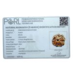 Collector 5 Mukhi Nepal Rudraksha - (23.57 MM) - (Rudrapuja)