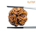 Collector 5 Mukhi Nepal Rudraksha - (23.57 MM) - (Rudrapuja)