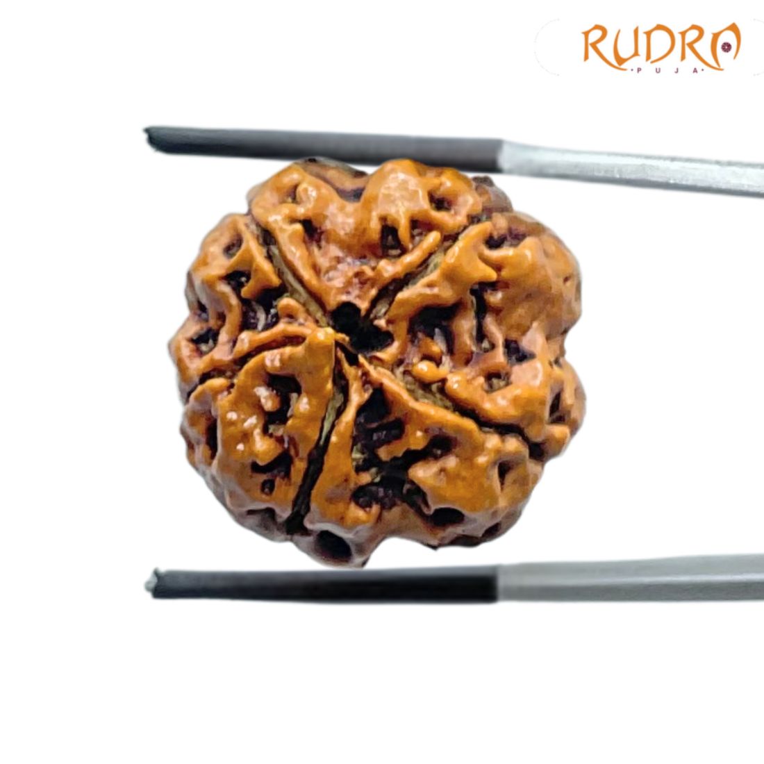 Collector 5 Mukhi Nepal Rudraksha - (23.57 MM) - (Rudrapuja)