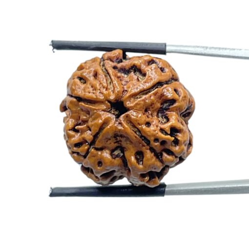 Collector 5 Mukhi Nepal Rudraksha - (23.57 MM) - (Rudrapuja)