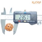 Collector 5 Mukhi Nepal Rudraksha - (23.57 MM) - (Rudrapuja)
