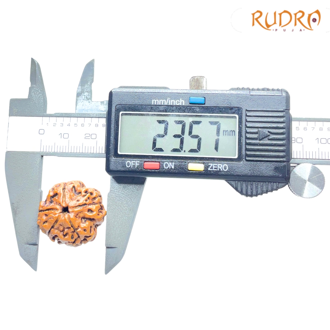 Collector 5 Mukhi Nepal Rudraksha - (23.57 MM) - (Rudrapuja)