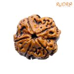 Collector 5 Mukhi Nepal Rudraksha - (23.57 MM) - (Rudrapuja)