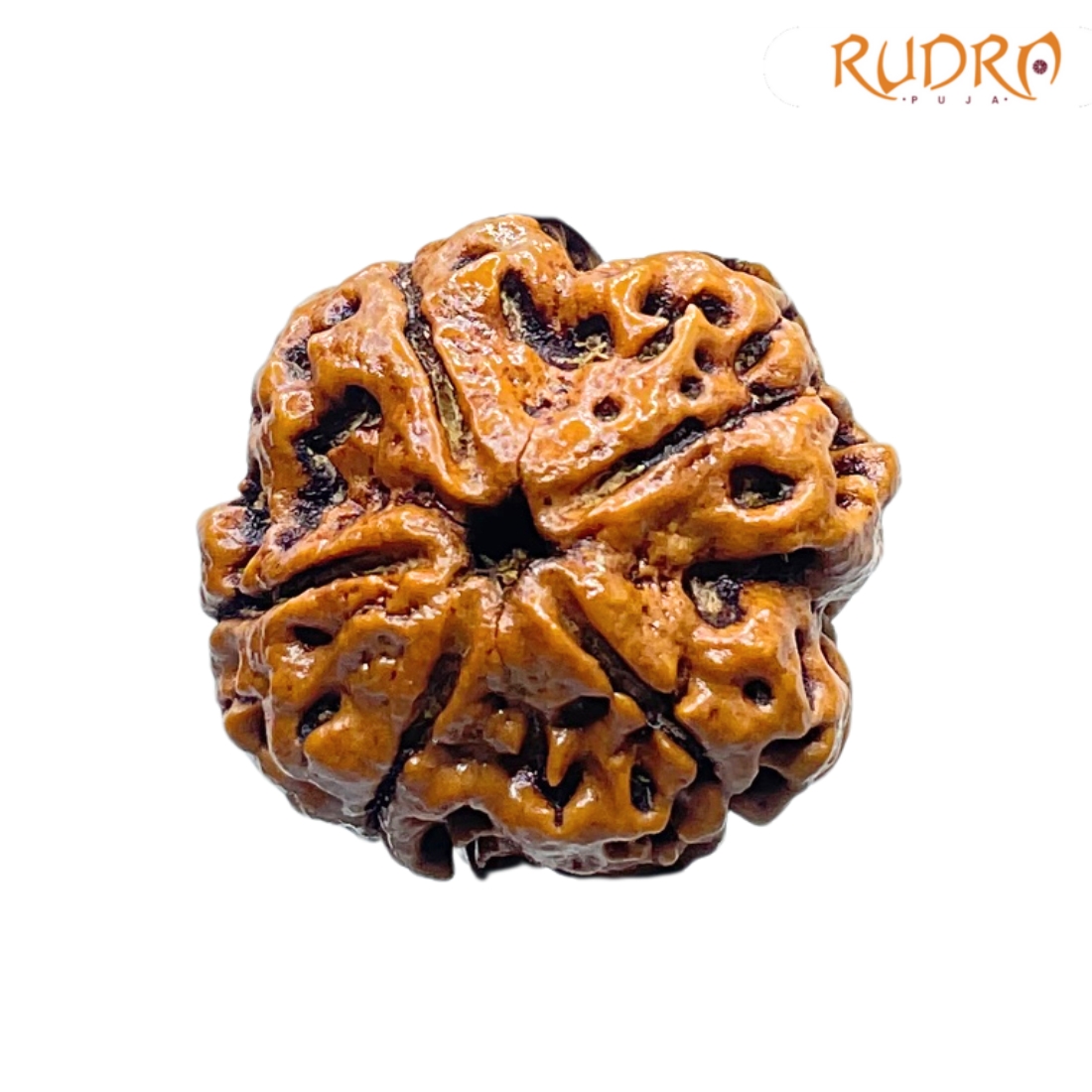 Collector 5 Mukhi Nepal Rudraksha - (23.57 MM) - (Rudrapuja)