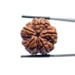 Collector 5 Mukhi Nepal Rudraksha Original - (24.92 MM)
