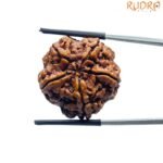 Collector 5 Mukhi Nepal Rudraksha Original - (24.92 MM)