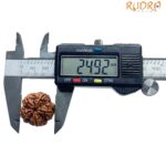 Collector 5 Mukhi Nepal Rudraksha Original - (24.92 MM)