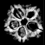 Collector 5 Mukhi Nepal Rudraksha Original - (24.92 MM)