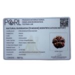 Collector 5 Mukhi Nepal Rudraksha Original - (24.92 MM)