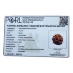 Collector 5 Mukhi Rudraksha Nepal - (23.13 MM) - (Rudrapuja)