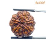 Collector 5 Mukhi Rudraksha Nepal - (23.13 MM) - (Rudrapuja)